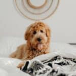 What to do when the dog pees on the bed