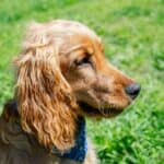 Why-Some-Dogs-Have-Floppy-or-drooping-Ears