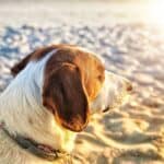 Why do dogs like to sunbathe?