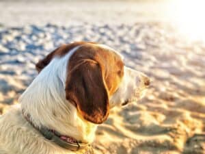 Why-do-dogs-like-to-sunbathe