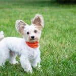 Why do small dogs have more character than large ones?