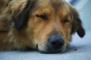10-signs-when-a-dog-is-about-to-die