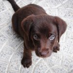 5 things you should never do to your dog