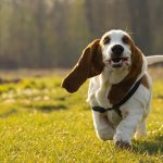 Basset hound dog breed: origin, character, appearance, training, care, health