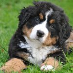 Bernese Mountain Dog : appearance, character, care
