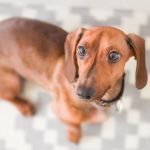 Dachshunds : appearance, character, health and more