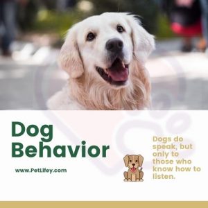 Dog-Behavior-PetLifey
