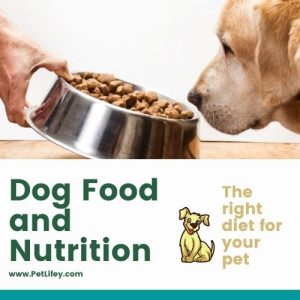 Dog-Food-and-Nutrition-PetLifey