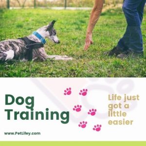 Dog-Training-PetLifey
