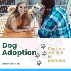 Dog-adoption-PetLifey