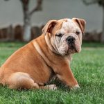 English Bulldog: appearance, character, health, grooming