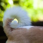 How dogs communicate using their tails