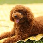 Poodle-appearance-character-training-buying