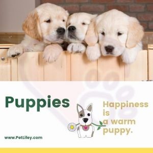 Puppies-PetLifey