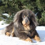 Tibetan Mastiff : appearance, character, training