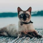 Siamese-cat-things-to-know-about-this-unmistakable-looking-cat