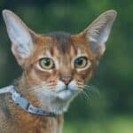 Abyssinian Cat or bunny Cat: appearance, character, care, breeding