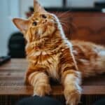 American Bobtail Cat: appearance, character, care, breeding