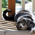 American Shorthair Cat: appearance, character, care, breeding
