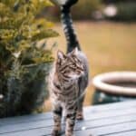 American Wirehair Cat: appearance, character, care, breeding