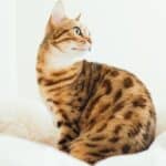 Ashera Cat: appearance, character, care, breeding