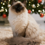 Balinese Cat: appearance, character, care, breeding