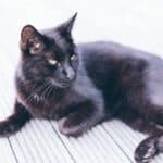 Black Cat : appearance, character, care, breeding