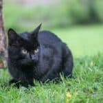 Bombay Cat: appearance, character, care, breeding