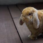 Breeds of rabbits that have floppy ears