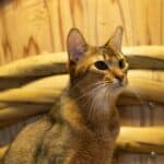 Burmese Cat : appearance, character, care, breeding
