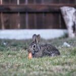 Can-rabbits-eat-carrots
