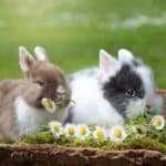 Caring-for-your-rabbits-teeth