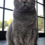 Chartreux Cat: appearance, character, care, breeding