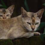 Chausie-Cat-appearance-character-care-breeding