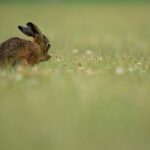 Detect and eliminate fleas on rabbits