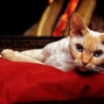 Devon Rex Cat : appearance, character, care, breeding