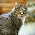 European-Cat-appearance-character-care-breeding
