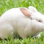 Heat stroke in dwarf rabbits