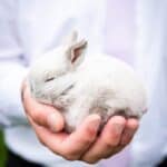 How are rabbits born?