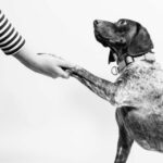 How-should-you-talk-to-your-dog