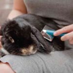 How to brush a rabbit's fur