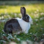How to train a rabbit?
