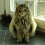 Norwegian Forest Cat : appearance, character, care, breeding