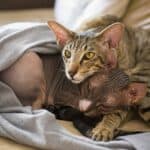 Peterbald Cat: appearance, character, care, breeding