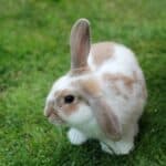 Rabbit with a drooping ear, should you be concerned?