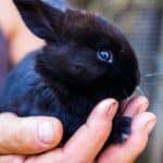 Rabbits, their care and needs
