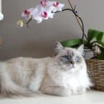 Ragdoll Cat: appearance, character, care, breeding