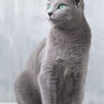 Russian Blue Cat : appearance, character, care, breeding