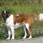 Saint Bernard: dog breed appearance, character, training, care, health