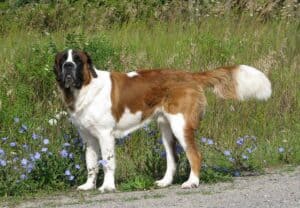 Saint-Bernard-dog-breed-appearance-character-training-care-health
